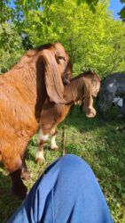 İçkilər: Keci sudu satilir.Qiymeti 3 manat.catdirilma var(odeniwli)!!Baki wheri