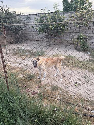 Kanqal, Peyvəndli lalafo.az -da Kanqal, Peyvəndli