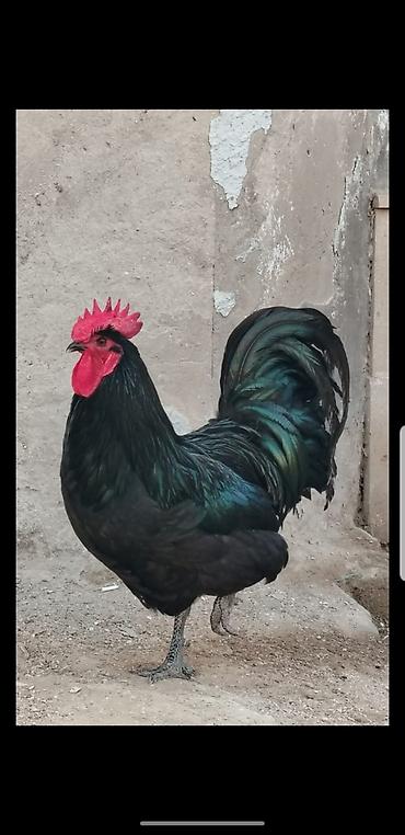 1 yaw iri xoruz satilit