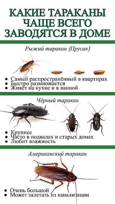 fre fire: Дезинфекция, дезинсекция, | Блохи, Вирусы, микробы, Клопы, | Кафе, магазины, Квартиры, Офисы — 2