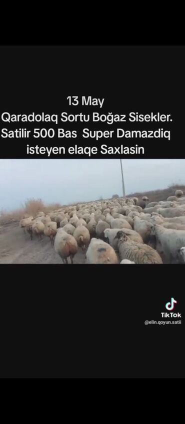 qoyunlar quzular: Salam 13.May Qaradolaq sortu Qoyunlar Satılır 500 Bas di Hamisida