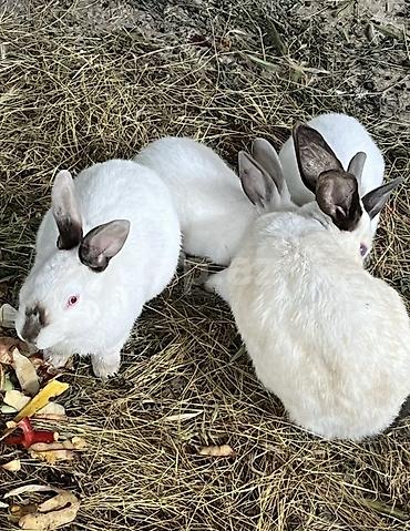 akvarium dekorlari: Ağ rəngli, qulaqları və burnu tünd ləkəli dekorativ dovşanlar. - Növ — 1