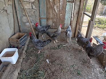 qarğa balası satılır: Toyuq, Damazlıq — 1