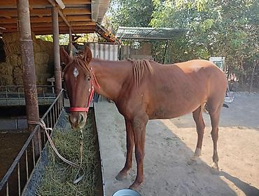 мини пони: Продаю | Конь (самец) | Английская — 4