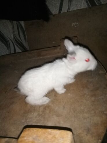 Dovşanlar: Ağ tüklü dovşan balaları.anasi atasi hamsi biryerde satilir.anasi — 1