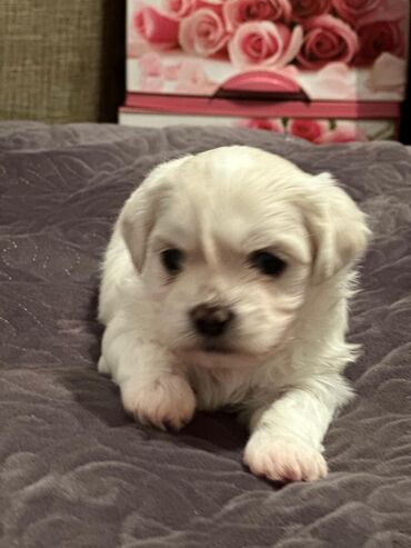 İtlər: Maltipu (Maltese x Pudel) balaları - Cins: Maltipu – hipoallergen — 8
