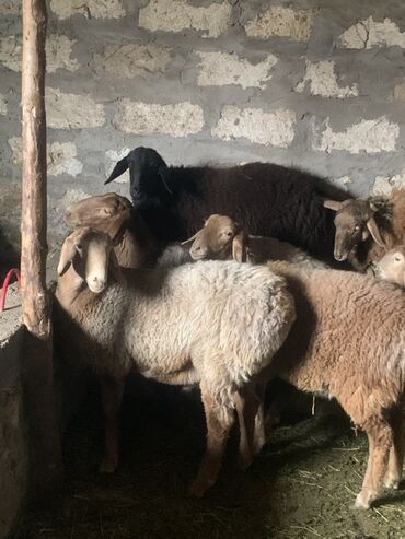 продам домик для кошки: Сатам | Ургаачы кой (ургаачы)