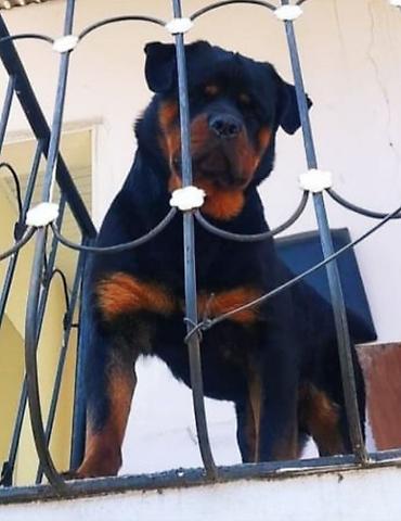 tap az itler pulsuz: Rotveyler, 7 ay, Dişi, Peyvəndli, Ünvandan götürmə — 2