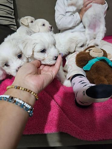 Psi: Na prodaju cistokrvni stenci maltezera. Ostenjeni 24.12.25. 4 zenkice — 1