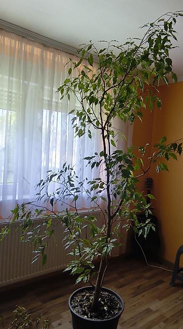 trupac biljka: Veliki sobni fikus benjamin (Ficus benjamina) u saksiji. - Visina — 3
