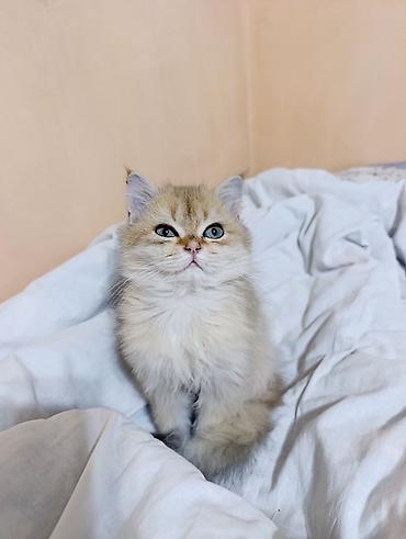 Продажа кошек: Скотиш Страйт (Шотландская прямоухая), 3 месяца, Мальчик, Золотая шиншилла, Проглистована, Приучена к лотку — 4