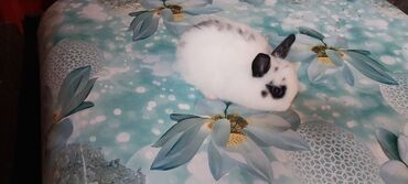 Dovşanlar: 🟠 Ev dovşanı balalarına super endirim kampaniyası. müvəqqəti olaraq 50 — 16