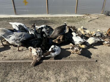 Ördəklər: Salam Aleykum Satılır Ördək Qaz Ördək Cücəsi Toyoq 36 Ədəd Lal Ördək — 19