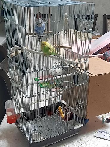 Птицы: Продаю или меняю. Волнистые попугаи с клеткой — 6