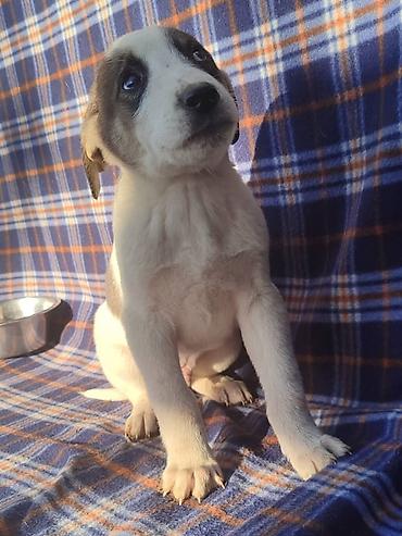 Продажа собак: Ищем дом щенкам. Дважды привиты,имеют ветеринарные паспорта. Есть — 9