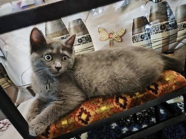 Кошки: Шотландская длинношерстная, Самка, В добрые руки — 5