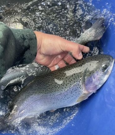 Рыба и морепродукты: Свежий, До 1 кг