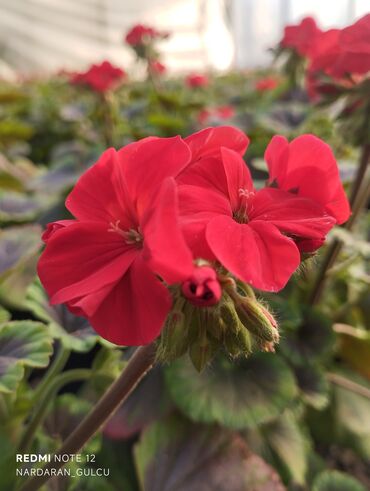 Çöl bitkiləri: Geran-ətirşah güllərinin topdan və pərakəndə satışı — 2