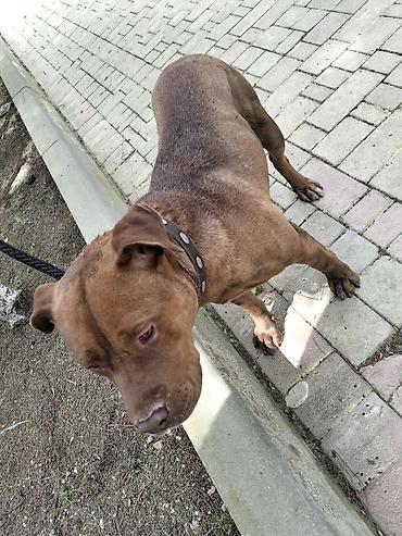 İtlər: 𝘈𝘺𝘢𝘲𝘭𝘢 𝘮𝘰̈𝘩𝘬ə𝘮 𝘴𝘪𝘮𝘦𝘵𝘪𝘥𝘪𝘬𝘥𝘪𝘳. 𝘪𝘵𝘪𝘯 𝘩𝘦𝘤̧ 𝘣𝘪𝘳 𝘬𝘢 𝘱𝘳𝘪𝘻𝘪 𝘰𝘭𝘢 𝘣𝘪𝘭𝘮ə𝘻 — 1