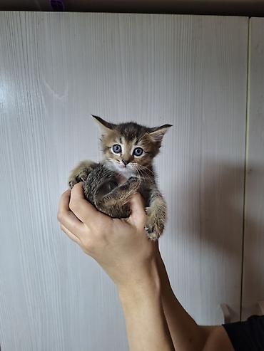 сямская кошка: Котёнок, тигровый окраc (браун табби) с белой грудкой и яркими — 2