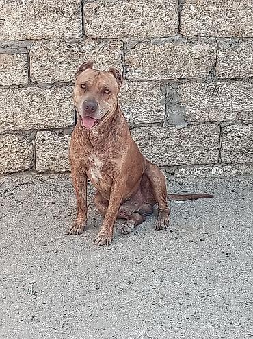 pitbul erkek: Pitbul, 6 ay, Erkək, Peyvəndli, Ünvandan götürmə — 1