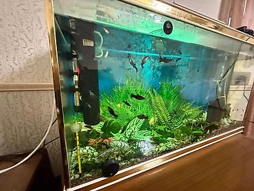 xani baliq: Dördbucaq akvarium, Balıqlarla birlikdə, 90 l — 2