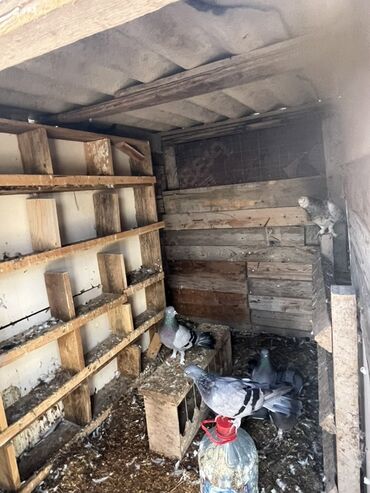 hazır yuva: Məhsul: Taxta materialdan hazırlanmış göyərçin yuvası (quşxana) və