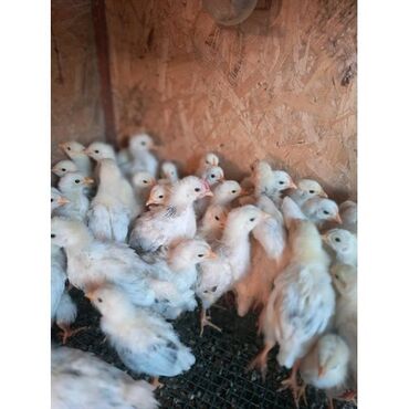 купить курицу в бишкеке: Адилерская порода цыплята