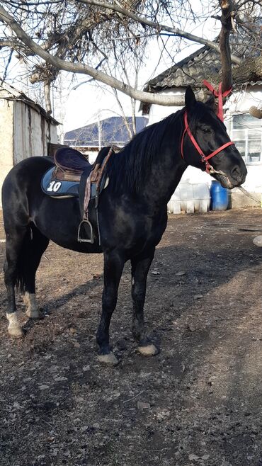 Лошади, кони: Продаю | Конь (самец) | Конный спорт — 5