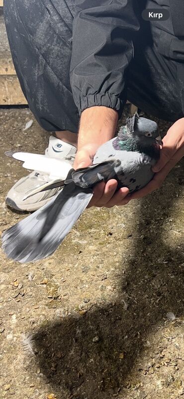 Göyərçinlər: Göy nişanlar ağlar 30dan coxdu balalarnan hamisi 10azn den abtavoy — 9