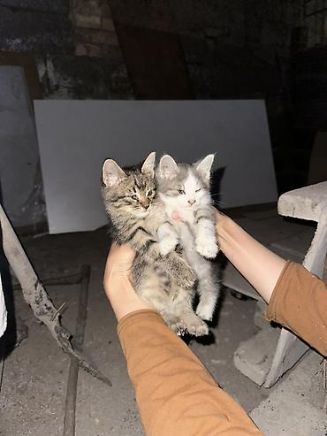каракол котята: Отдам двух котят в добрые руки Нашли двух котят на улице. Очень милые — 2