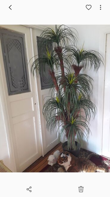 palm angels: Süni palma.Hec bir qûsuru yoxdur.2metre,9 budaqlidir.Maştaģada