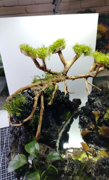 Akvarium üçün təbii daş və ağacdan yığılıb. Üzərində gördüyünüz bitki