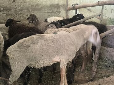 Бараны, овцы: Продаю | Овца (самка), Ягненок, Баран (самец) | Гиссарская, Полукровка, Меринос | На забой, Для разведения | Племенные, Кастрированные, Осеменитель — 8