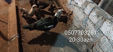Ördəklər: - Növ: Lal ördək, amerikan sortu (Muscovy ducks). - Rənglər: tünd, ağ — 2