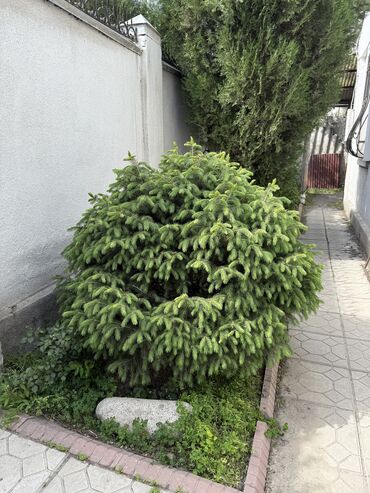 саженцы сосны цена: Көчөттөр дарактардын: Карагайлар, Өзү алып кетүү