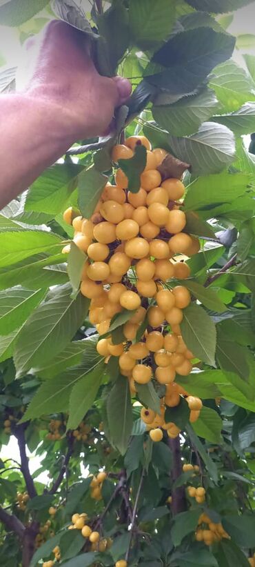 Ağaclar: Yalnız bizim təsərfatimizda bölgələrə uyğun olaraq ağacların kok — 26