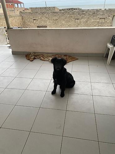 İtlər: 5 ay, Dişi — 8