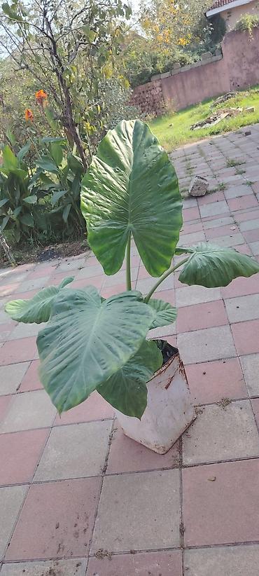 ev bitkisi: Bitki: Alocasia (Fil qulağı) Təsvir: - Böyük, parlaq yaşıl — 2