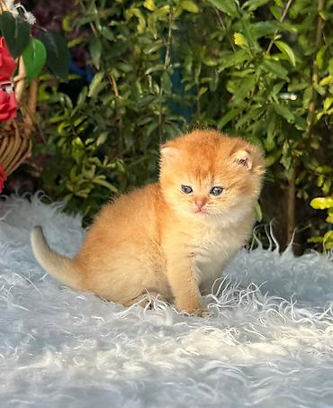pisik sahiblen: Qızıl şinşilla — 4