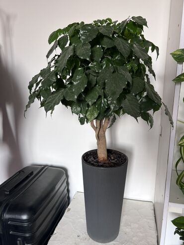 лимон комнатный купить: Декоративное комнатное растение в высоком цилиндрическом кашпо. -