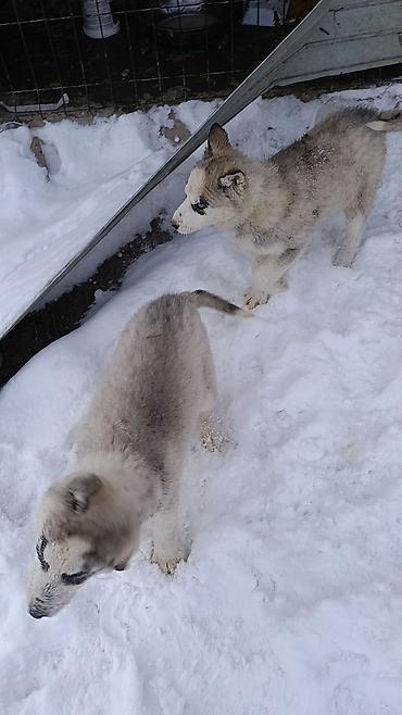 Продажа собак: Продается щенки хаски !!!! — 8