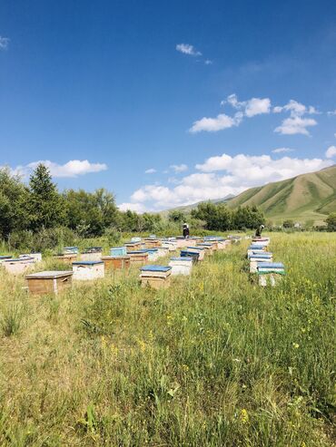 Животные: Срочно срочно продаю пчел с ульями срочно нужны деньги количество 85