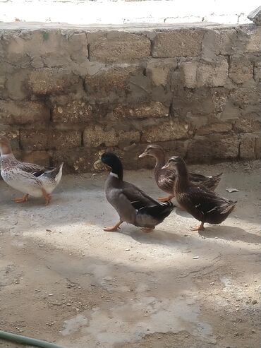 Ördəklər: Salam hamıya dalaşan yaşılbaş çöl. ördəyi satıram istəyən buyursun -da lalafo.az — 9 Ördəklər: Salam hamıya dalaşan yaşılbaş çöl. ördəyi satıram istəyən buyursun — 9