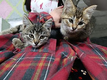 Мышыктар сатылат: Котята — очаровательные малыши с разными окрасами. отдам добрые руки — 8