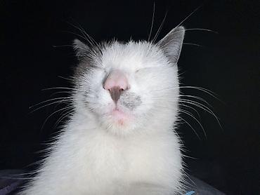 кошка с разными глазами: Отдам в хорошие руки кошку, ласковая, игривая, дружелюбная отдам — 1