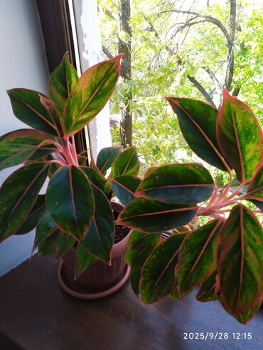 аглаонема: Продаëтся Аглаонема (Aglaonema) . Цена 850 сом, г. Бишкек. К. т
