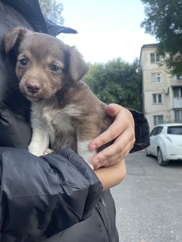 для собак: Отдам щенка в хорошие руки