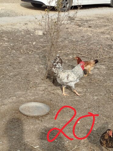 Xoruzlar: Hər cürə xoruzlar var ustunde qiymətləri var Təsvir: - Şəkillərdə — 4