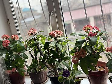 Молочаи: Молочай от 700-1000 с в зависимости от размера — 20